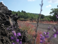 nte Rinatu-20110615 032